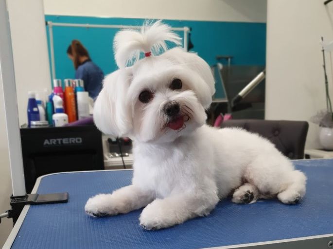 Peluqueria Canina Y Felina Goossens perrita blanca