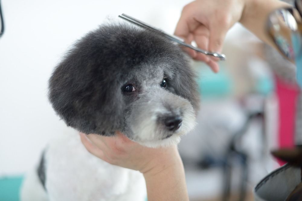 perro mira a camara mientras le cortan el pelo